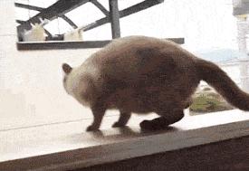 小猫咪做噩梦会出声吗,小猫咪不听话猫妈妈训它的声音