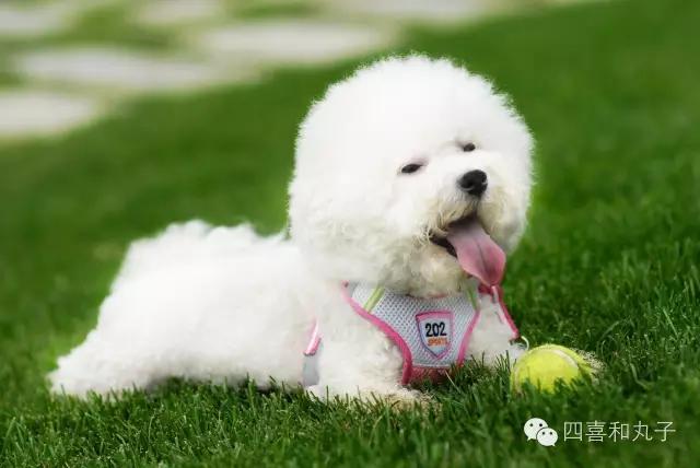 比熊选狗技巧,比熊怎么选才纯中