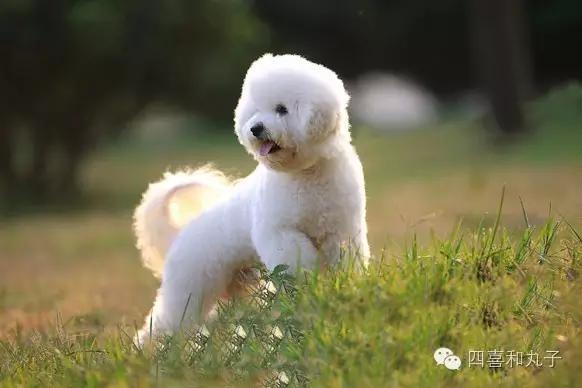 比熊选狗技巧,比熊怎么选才纯中