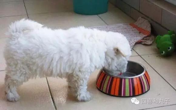 比熊选狗技巧,比熊怎么选才纯中