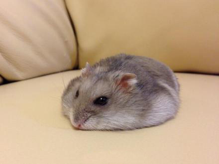 家里的仓鼠跑走了,家里的仓鼠跑出来了会躲在哪里