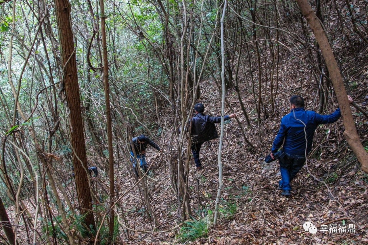 秘境杨梅,安吉杨梅溪