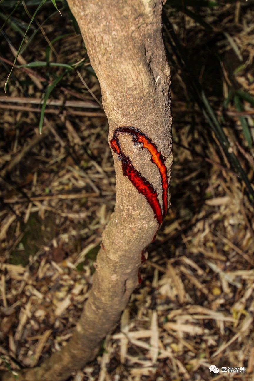 秘境杨梅,安吉杨梅溪