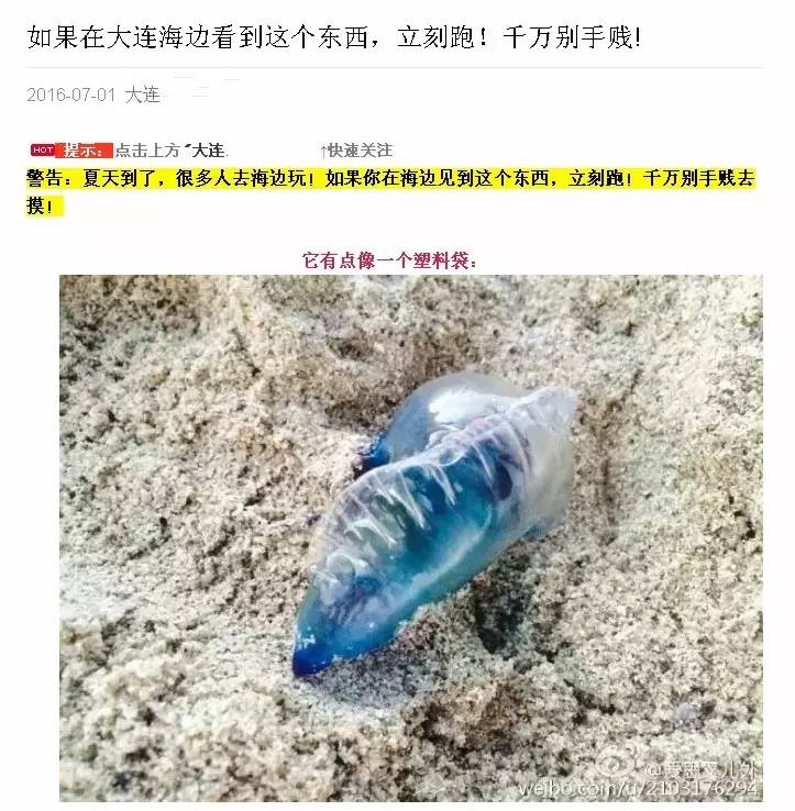 一海滩惊现毒水母,剧毒水母被蛰了