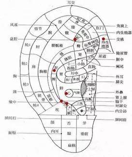 鑰崇┐鍩嬬苯鎿嶄綔浣滅敤,鑰崇┐鍩嬬苯涓村簥杩愮敤