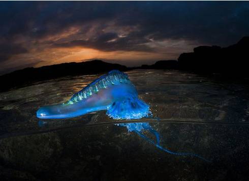 一海滩惊现毒水母,剧毒水母被蛰了