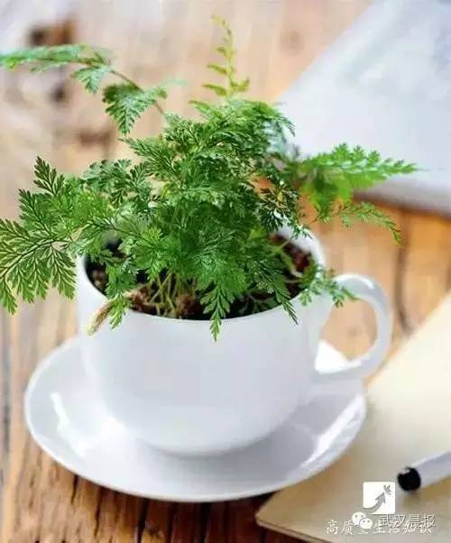 总有蚊子飞进屋？可能是纱门纱窗用错了哦