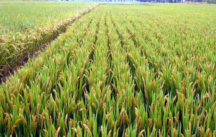 年产65万吨大米,全国粮食总产量13908亿斤够吃不