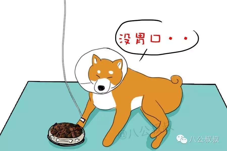 狗狗常见的胃肠道疾病,狗狗自测肠胃炎最简单的方法