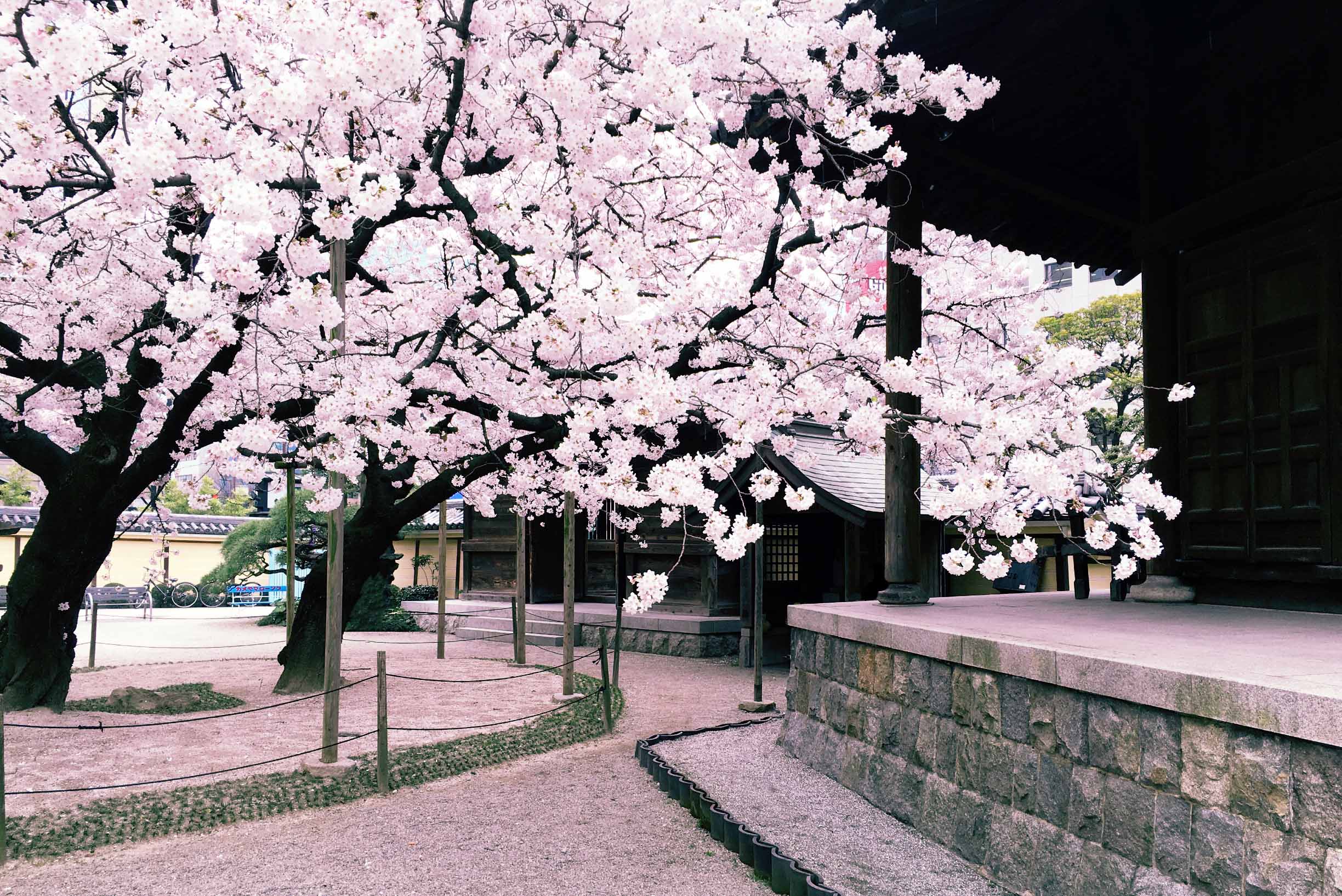 到日本买什么药带回国,到日本买的护肤品怎么带回来