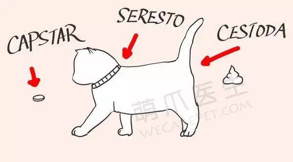 宠物除蚤除螨,有跳蚤用什么药