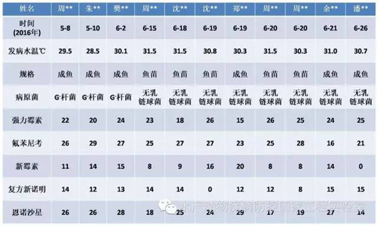 高温罗非鱼链球菌病多发咋整,罗非鱼链球菌病耐药怎么治