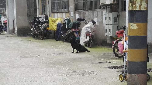 疯狗咬人责任怎么处理,电梯偶遇疯狗咬人该怎么办