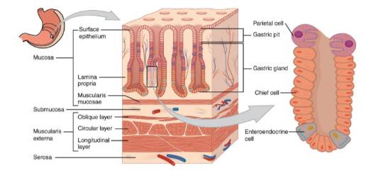 老年人慢性胃炎吃什么中成药,老年人慢性胃炎怎么治疗好得快