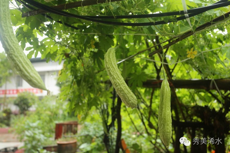 肖哥美食素包子,肖哥美食卤面