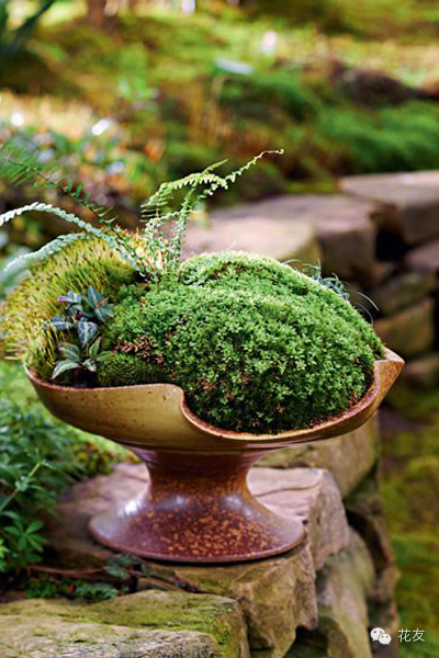 diy苔藓盆景摆件,如何制作木本蕨类植物盆景苔藓球