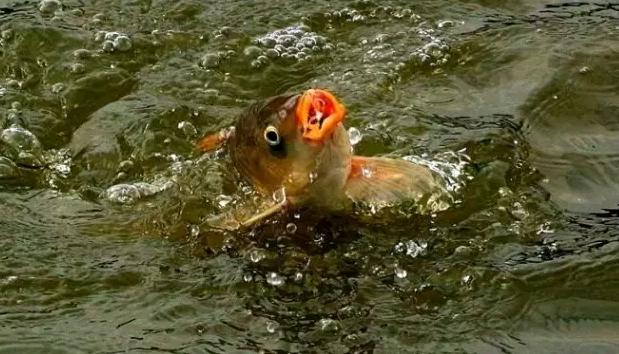 鸡肝开饵的方法,万能的狗鱼饵
