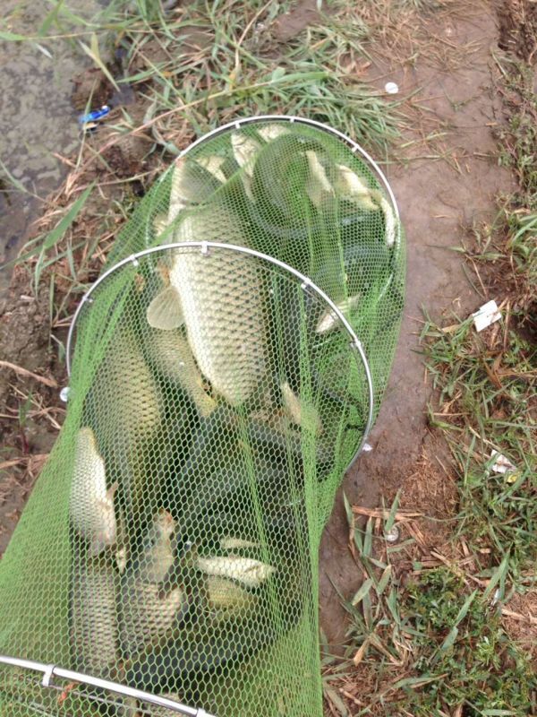 冬季黑坑怎么用小黄面,黑坑鲤鱼小黄面饵料配方