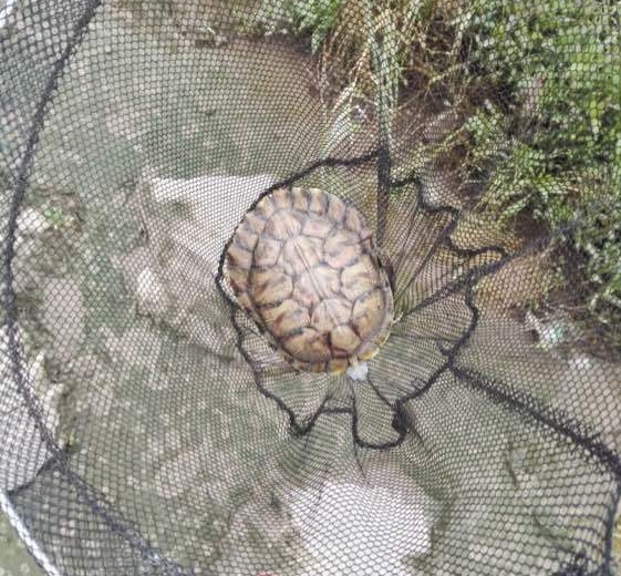 江边抓到一群乌龟,在河里抓的超大的巴西龟