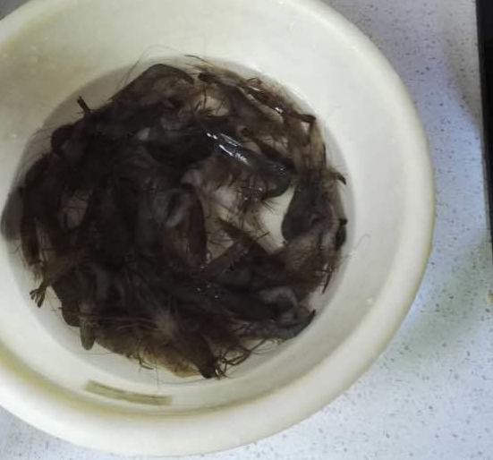 江边抓到一群乌龟,在河里抓的超大的巴西龟