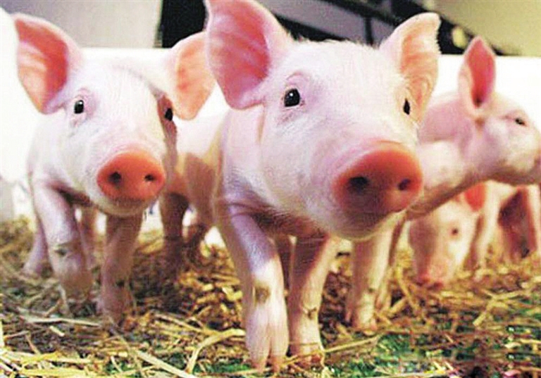 快收藏！猪的十种致命传染病和预防办法！（一）
