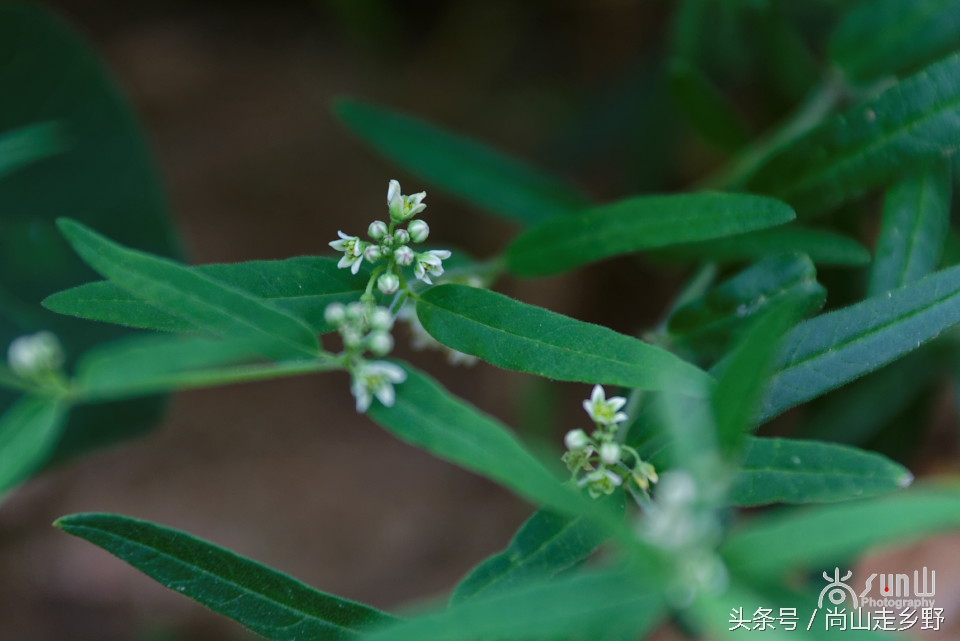 炎炎夏日山中纳凉,炎炎夏日山间小溪带来一丝清凉