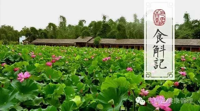 铁皮石斛夏季养生,铁皮石斛与养生