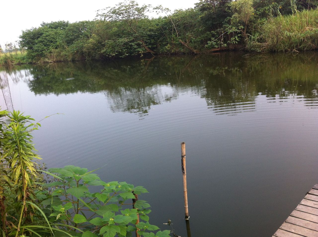 冬季黑坑怎么用小黄面,黑坑鲤鱼小黄面饵料配方