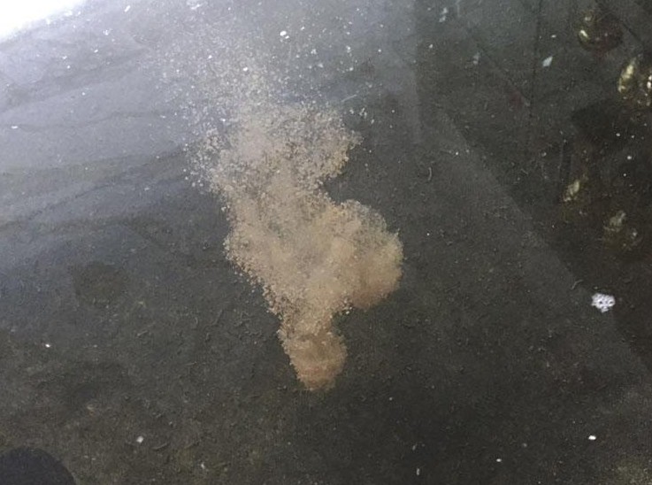 冬季黑坑怎么用小黄面,黑坑鲤鱼小黄面饵料配方