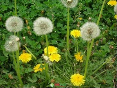 大家抢疯了，听说它对女人非常好