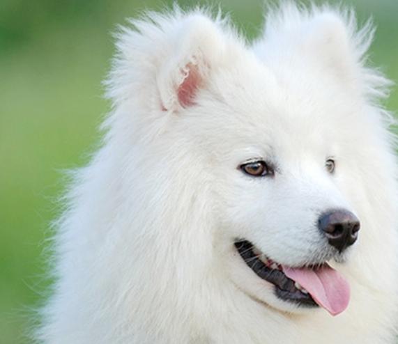 狗狗两三个月时总是乱尿正常吗,狗狗几个月突然倒地抽搐怎么办