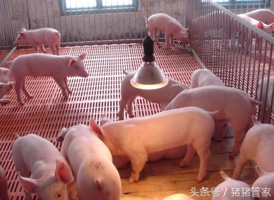 怎么应对仔猪断奶应激措施,仔猪断奶怎么抗应激