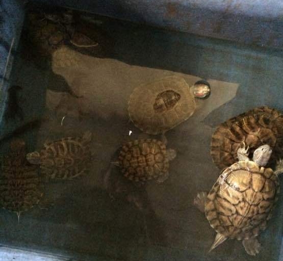 江边抓到一群乌龟,在河里抓的超大的巴西龟