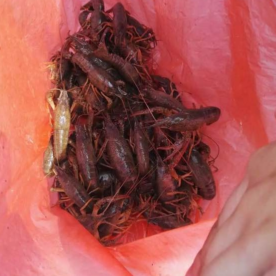 江边抓到一群乌龟,在河里抓的超大的巴西龟