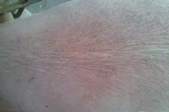 防止仔猪压死的措施,保育仔猪副猪如何预防及治疗