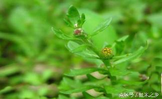 鼻炎用什么土方法效果佳,农村治鼻炎的最佳方法