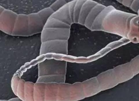 狗狗两三个月时总是乱尿正常吗,狗狗几个月突然倒地抽搐怎么办