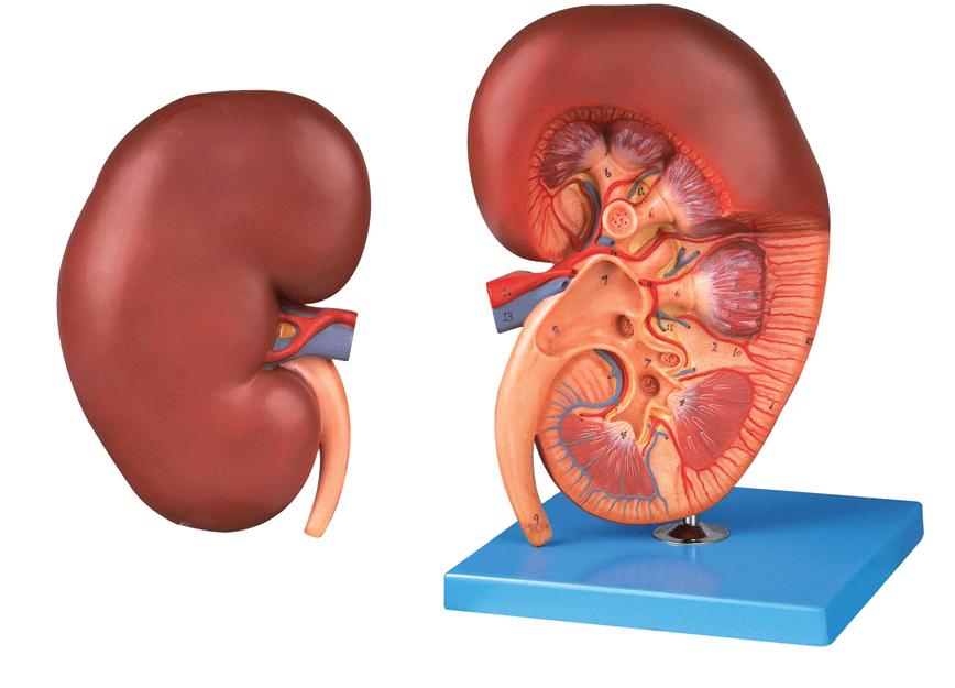 肾病综合征的中医辨证施治,肾病综合症中医辨证治疗