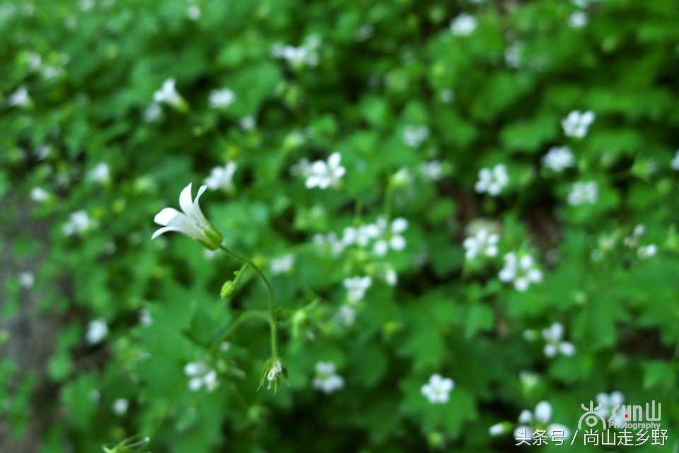 据说这种植物可以来治病英语,一种草对荨麻疹有特效