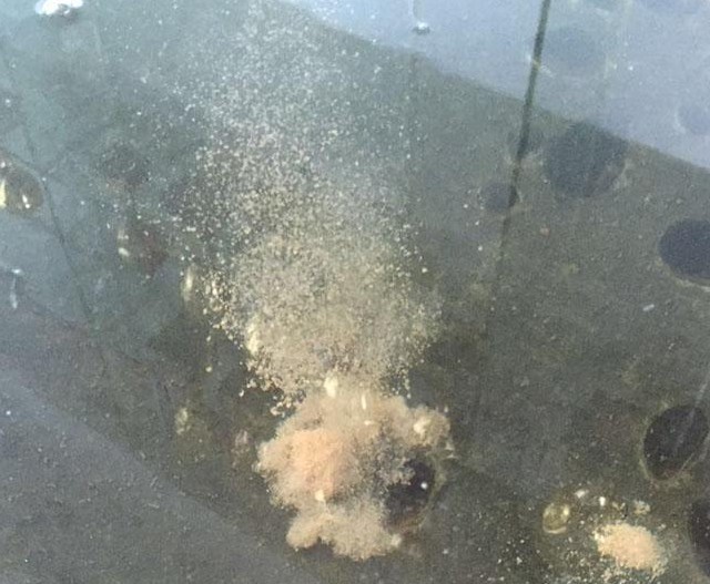 冬季黑坑怎么用小黄面,黑坑鲤鱼小黄面饵料配方