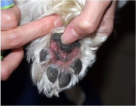 狗子趾间炎好了为什么会脱皮,狗子趾间炎总是反复用什么药