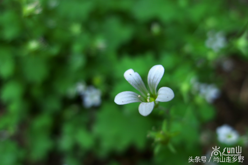 据说这种植物可以来治病英语,一种草对荨麻疹有特效
