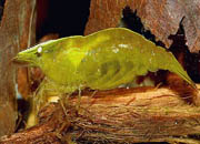 观赏虾十大入门级,观赏虾最漂亮的一种