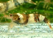 观赏虾十大入门级,观赏虾最漂亮的一种