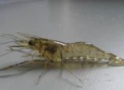 观赏虾十大入门级,观赏虾最漂亮的一种