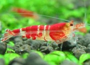 观赏虾十大入门级,观赏虾最漂亮的一种