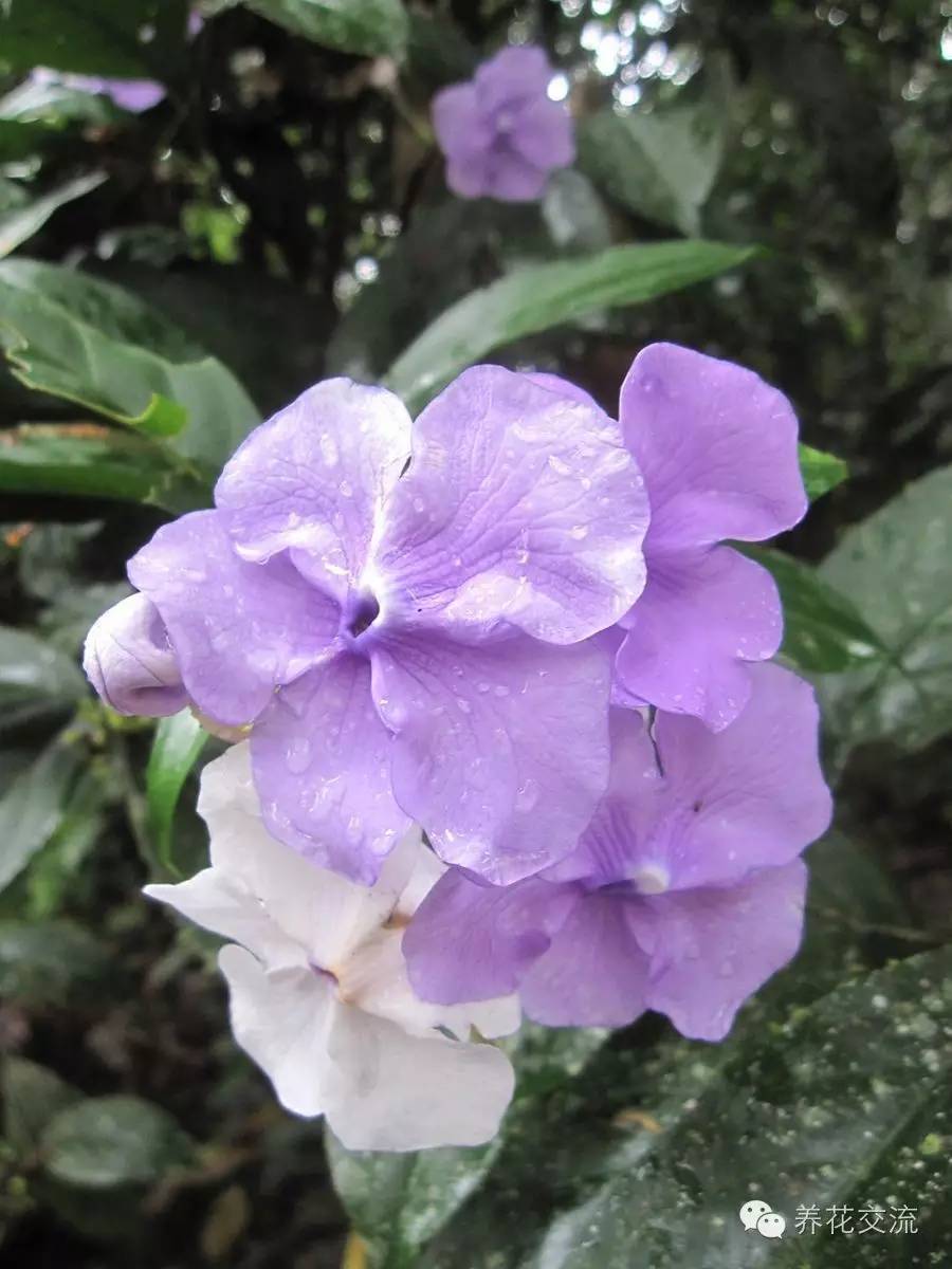 20种常见植物,常见的热带植物盆栽