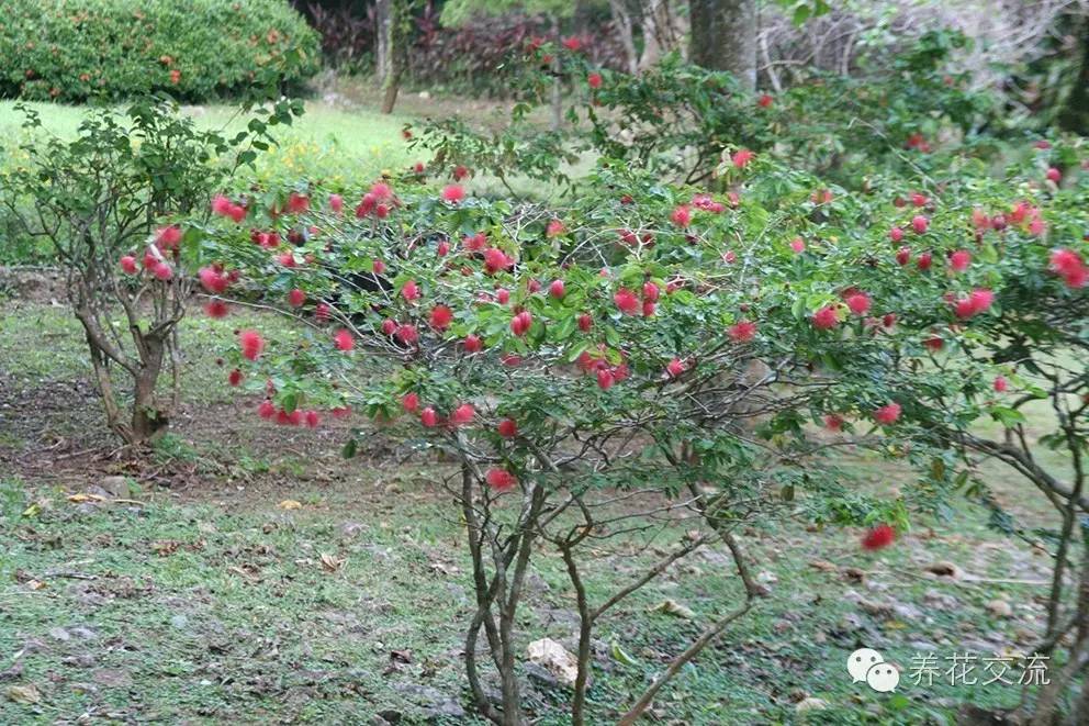 20种常见植物,常见的热带植物盆栽