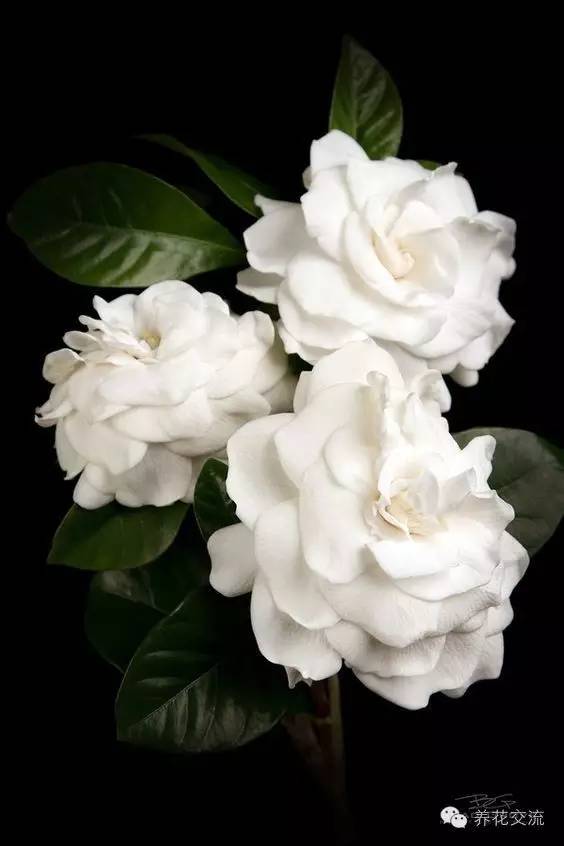 20种常见植物,常见的热带植物盆栽