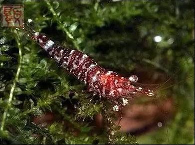 观赏虾十大入门级,观赏虾最漂亮的一种